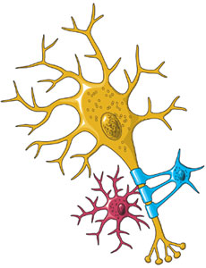 Біологічний нейрон