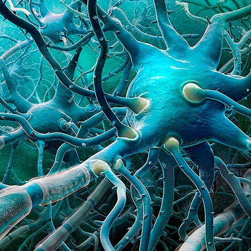 Біологічні відомості щодо нейронних мереж
